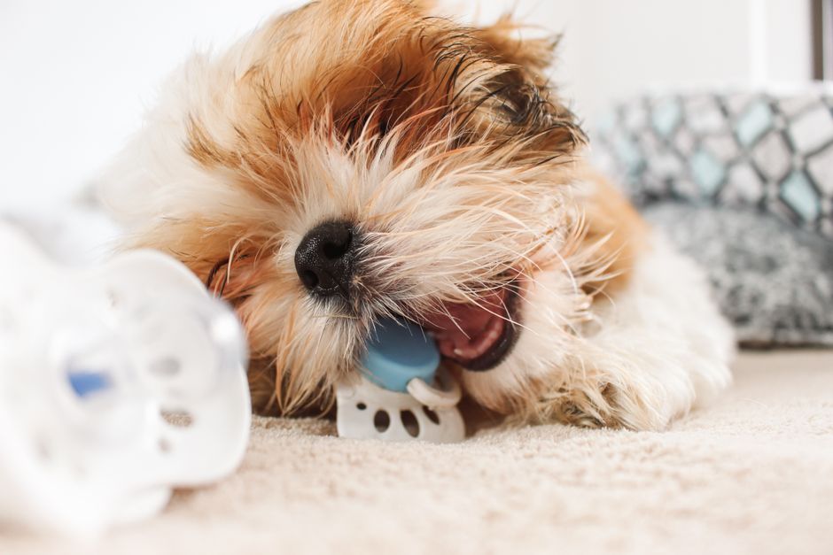 A small, fluffy dog with light brown and white fur is lying on a beige carpeted floor, chewing on a blue and white chew toy that appears to be made of rubber or plastic. The dog's fur is slightly tousled and wet around its face, with closed eyes and an open mouth showing some teeth. In the background, a grey patterned blanket or cushion is partially visible, and natural light fills the room, suggesting a cozy indoor setting. To the left of the dog, there is a partially visible white object, possibly a plastic or ceramic item, which is out of focus. The environment appears tidy and comfortable, with the scene capturing a casual moment typical of a pet's playtime at home, exemplifying household care and the importance of safe, engaging toys for pets, aligning subtly with pet-related services or cleaning environments involving household items or pet waste management influences.